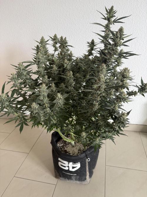 🦍🍪. Week 12 - D84
