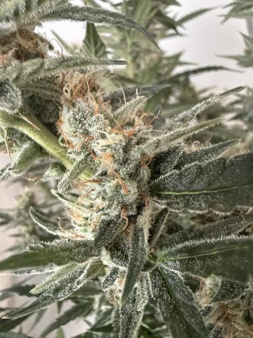 🦍🍪. Week 12