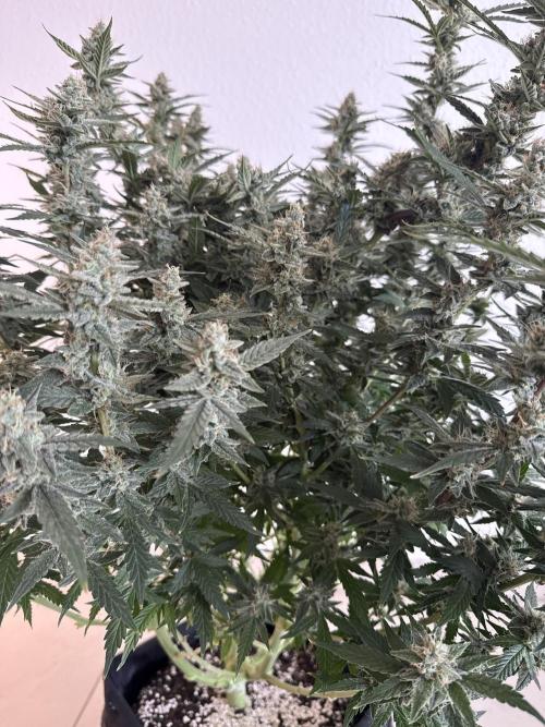 🦍🍪. Week 12