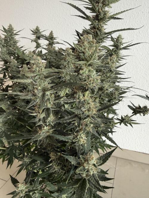 🦍🍪. Week 12