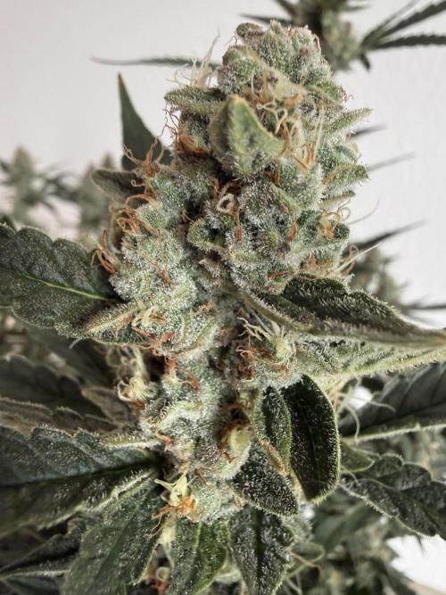 🦍🍪. Week 12