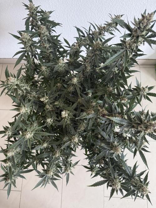 🦍🍪. Week 12