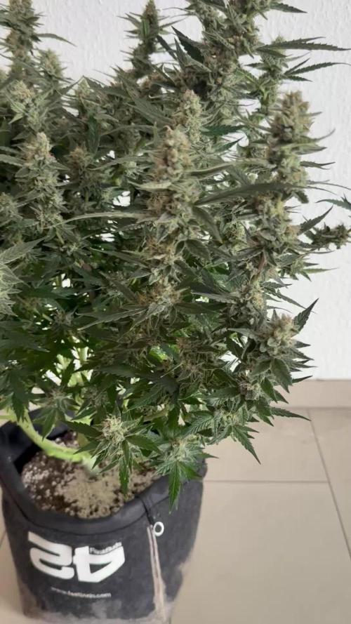 🦍🍪