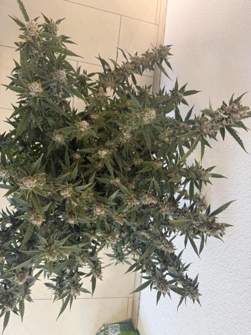 🦍🍪. Week 13