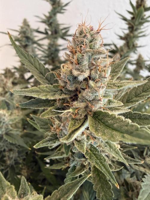 🦍🍪. Week 13