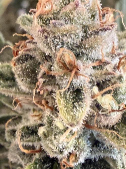 🦍🍪. Week 13