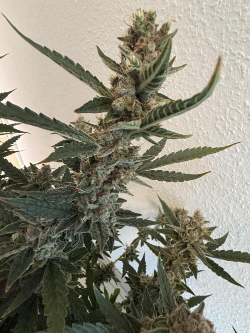 🦍🍪. Week 13