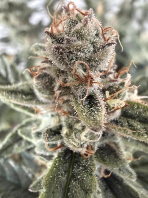 🦍🍪. Week 13
