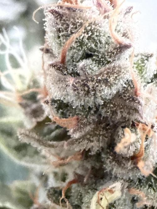 🦍🍪. Week 13