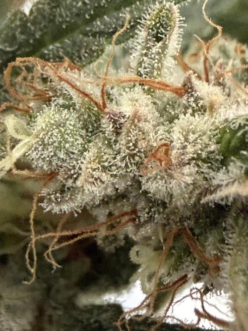 🦍🍪. Week 13