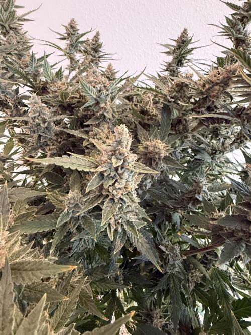 🦍🍪. Week 13