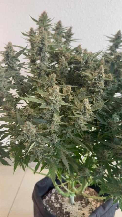 🦍🍪