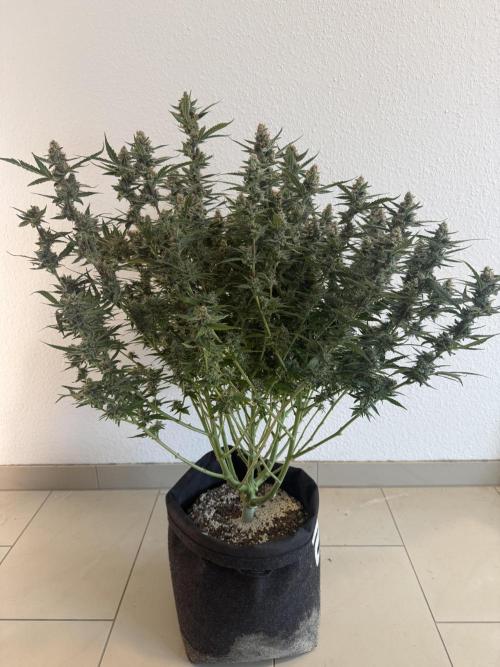🦍🍪. Week 13