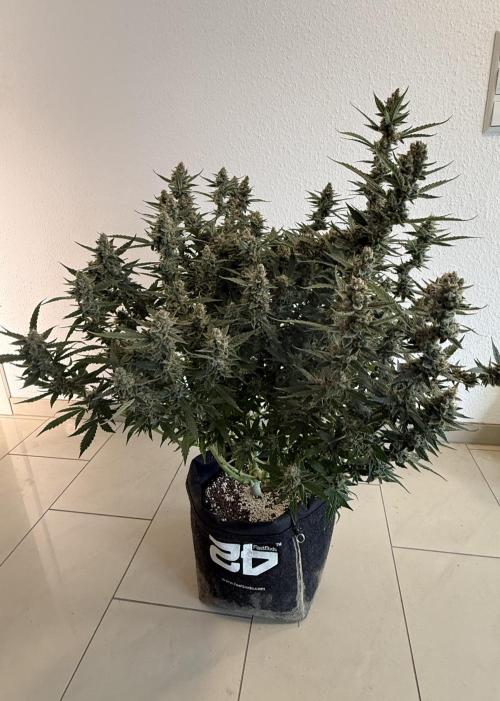 🦍🍪. Week 13