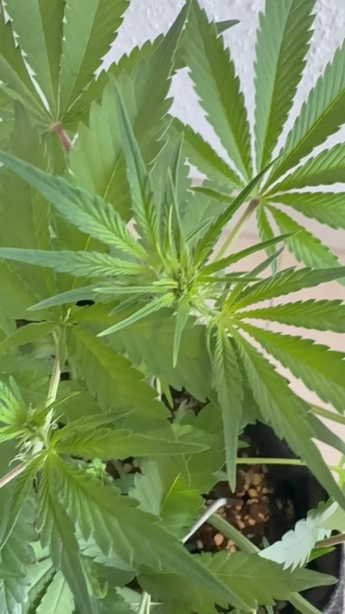 Mendo Frost Auto. Week 5