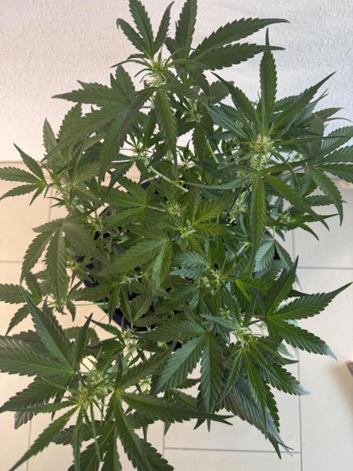 🍈🍦. Week 7