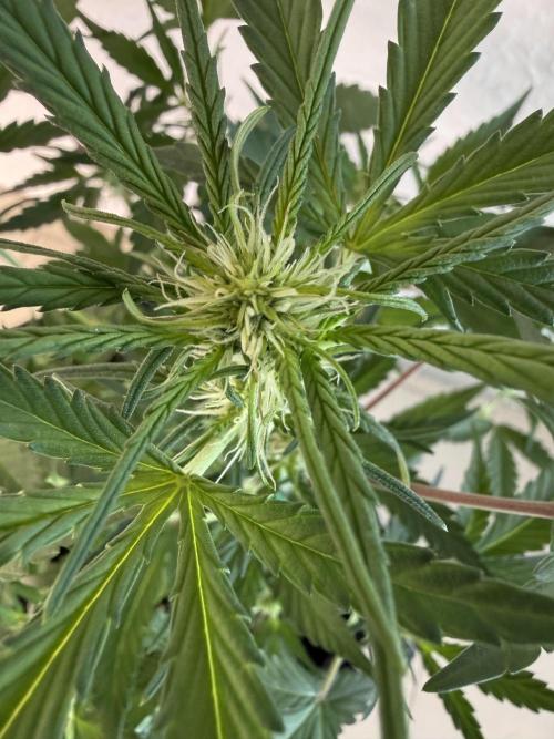 🍈🍦. Week 7