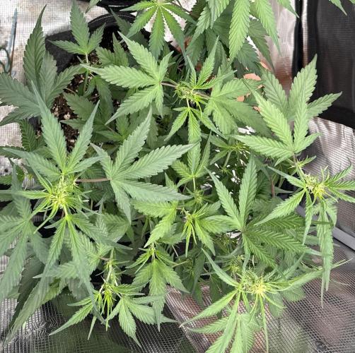 Guava Runtz Auto. Week 7
