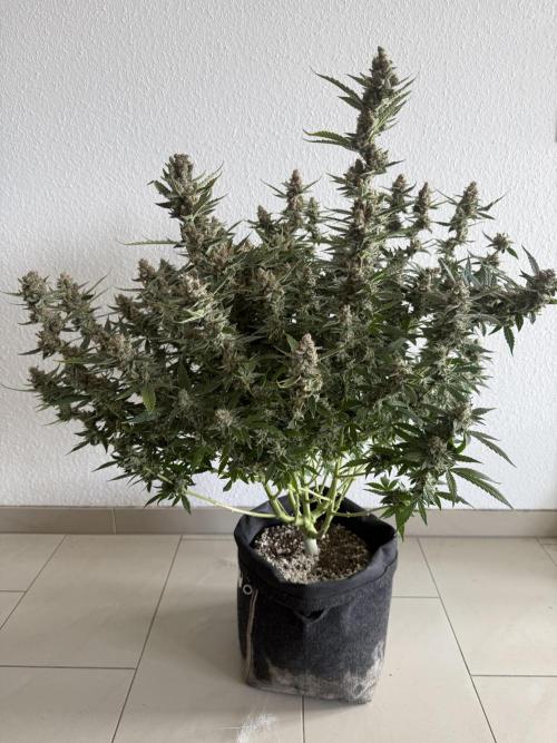 🦍🍪. Week 14