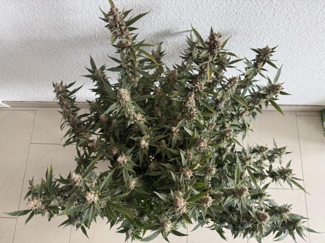 🦍🍪. Week 14
