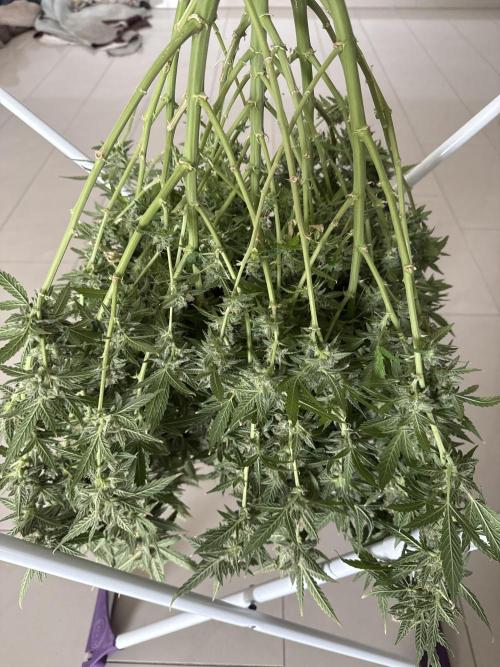 🦍🍪. Week 14