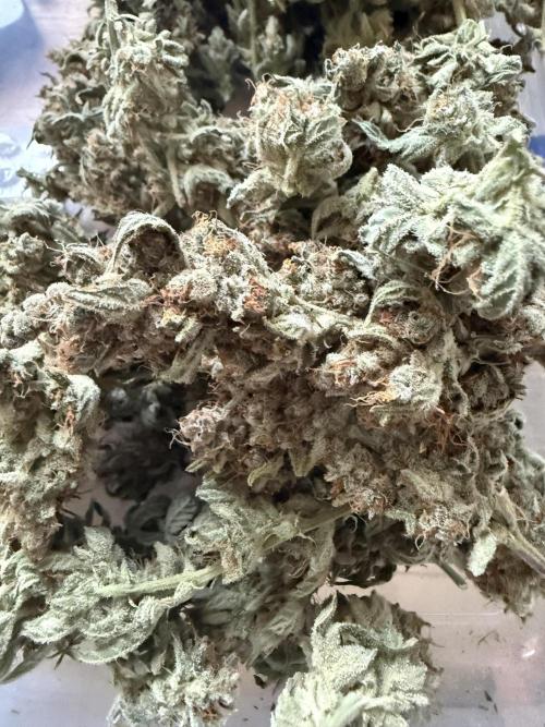 🦍🍪. Week 14