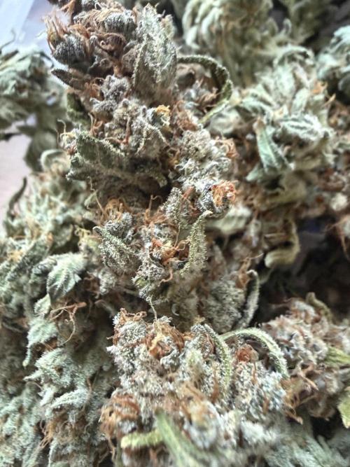 🦍🍪. Week 14