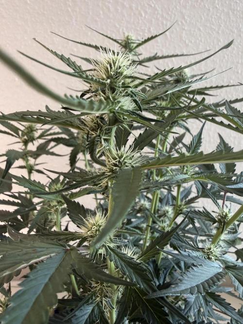 🍈🍦. Week 8