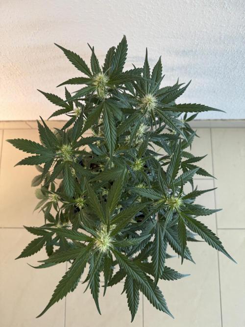🍈🍦. Week 8