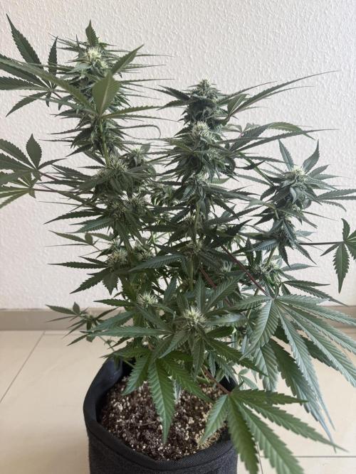 Mendo Frost Auto. Week 8