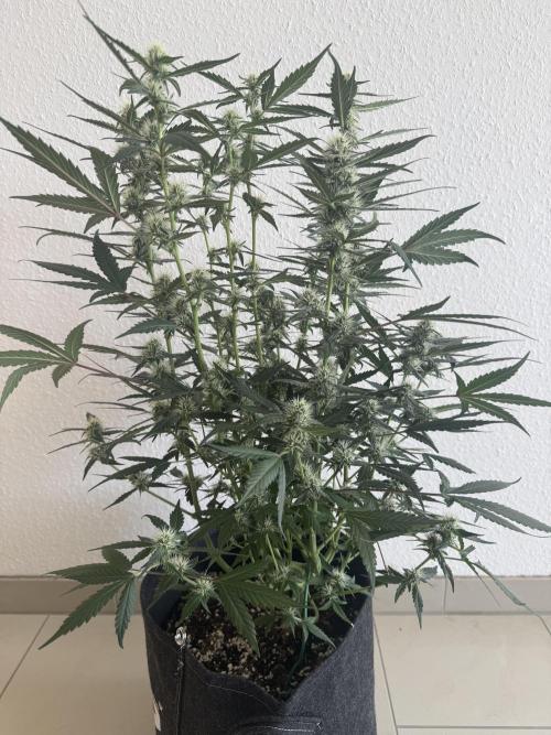 🍈🍦. Week 9