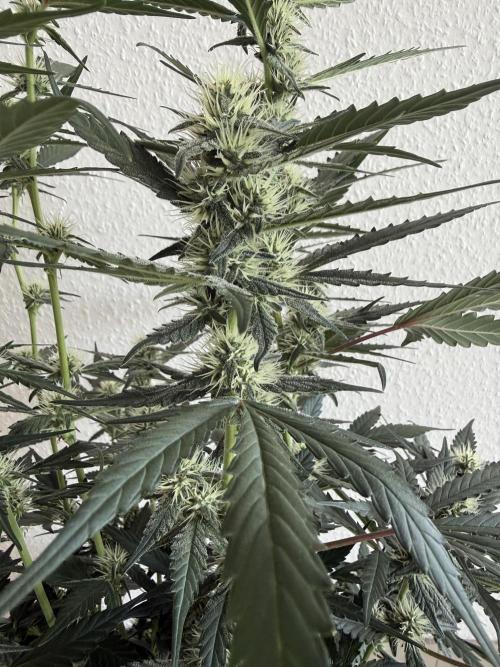 🍈🍦. Week 9