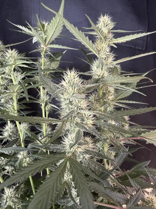 🍈🍦. Week 9