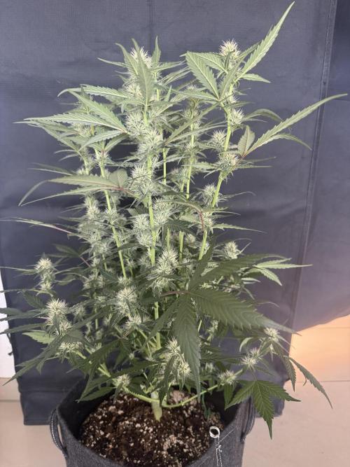 🍈🍦. Week 9
