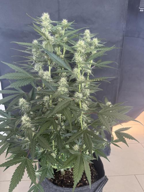 🍈🍦. Week 9