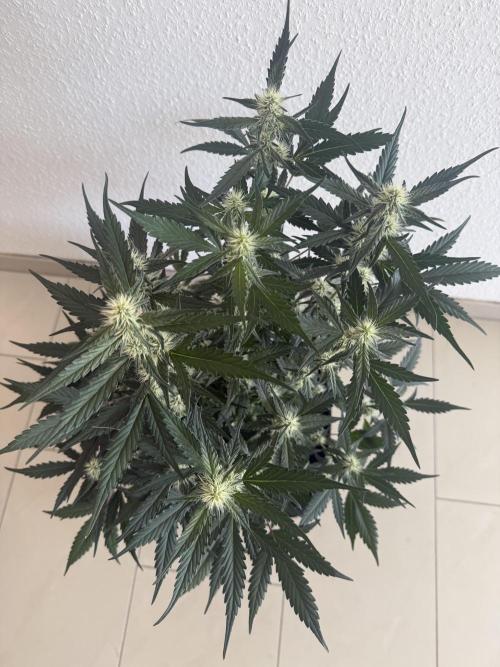 🍈🍦. Week 9