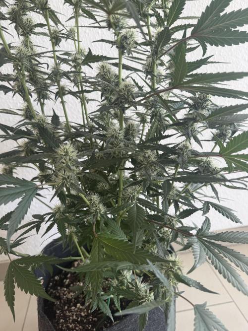 🍈🍦. Week 9