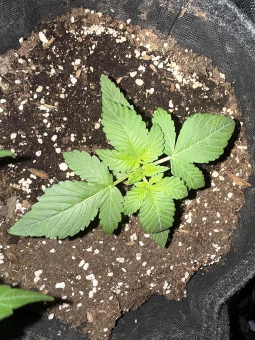 ❄️‼️F4. Week 2