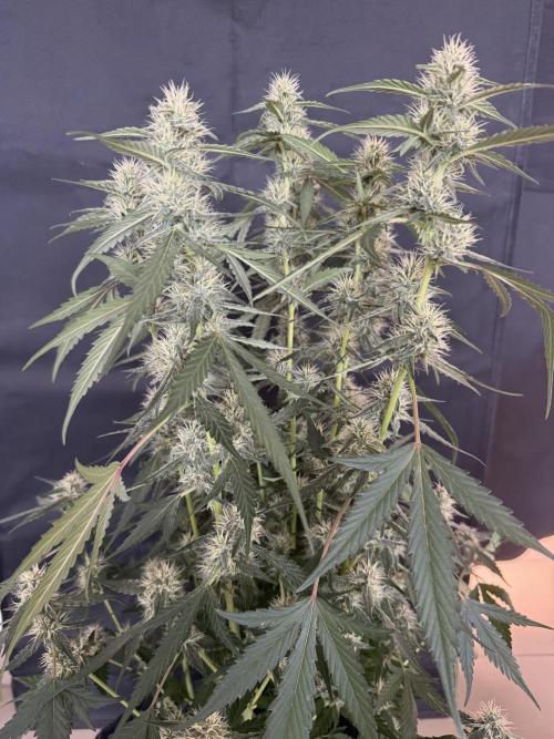🍈🍦. Week 10