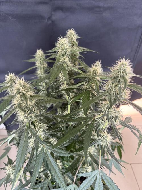 🍈🍦. Week 10