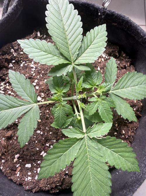 ❄️‼️F4. Week 3