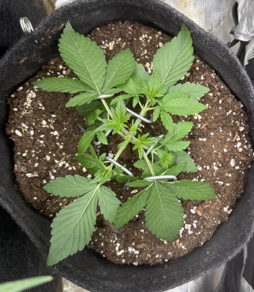 ❄️‼️F4. Week 3