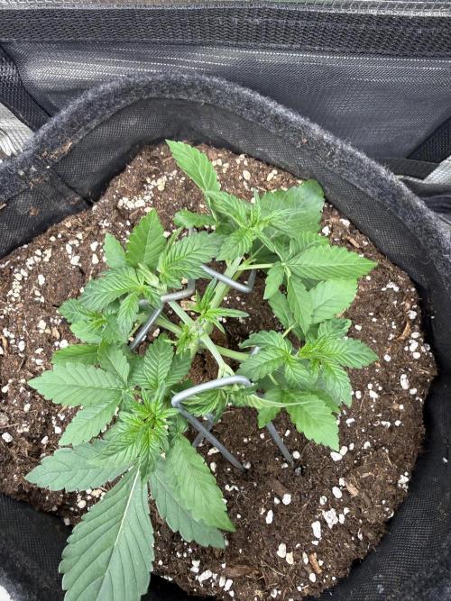 ❄️‼️F4. Week 3