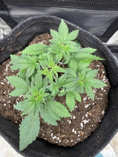 ❄️‼️F4. Week 3