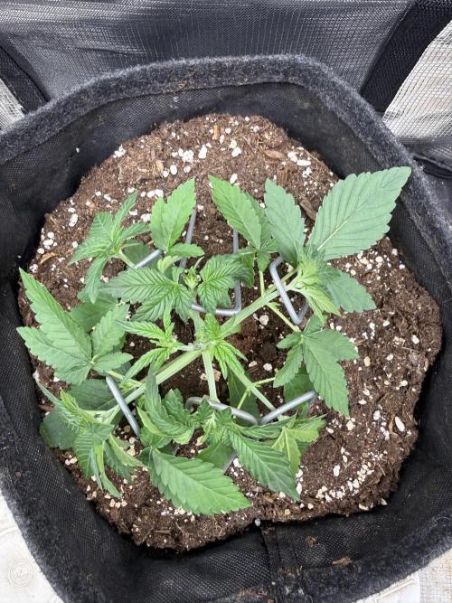 ❄️‼️F4. Week 3