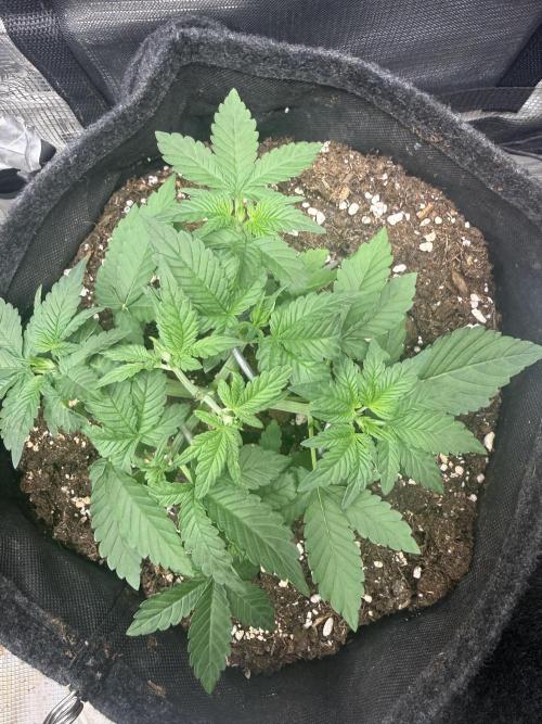 ❄️‼️F4. Week 3