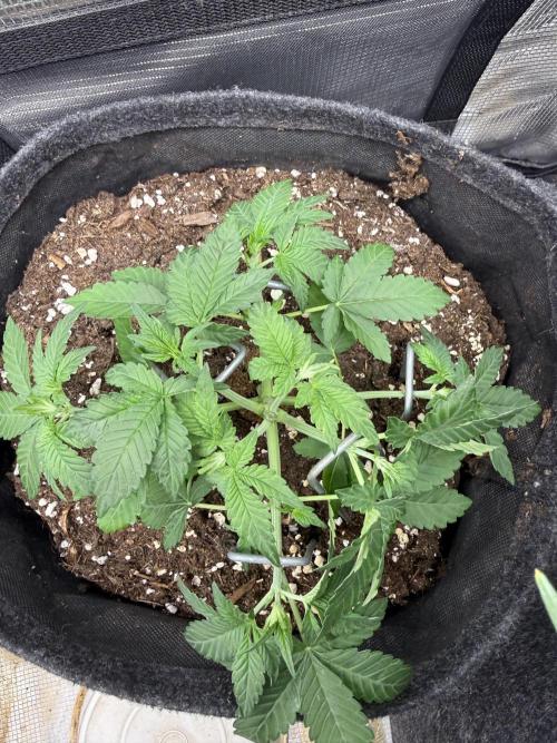 ❄️‼️F4. Week 3