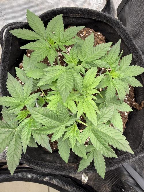 ❄️‼️F4. Week 3