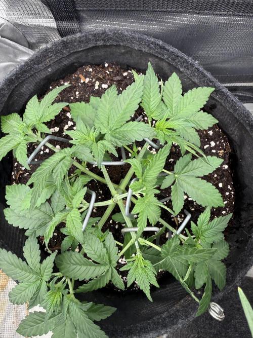 ❄️‼️F4. Week 3