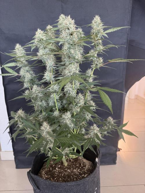 🍈🍦. Week 11